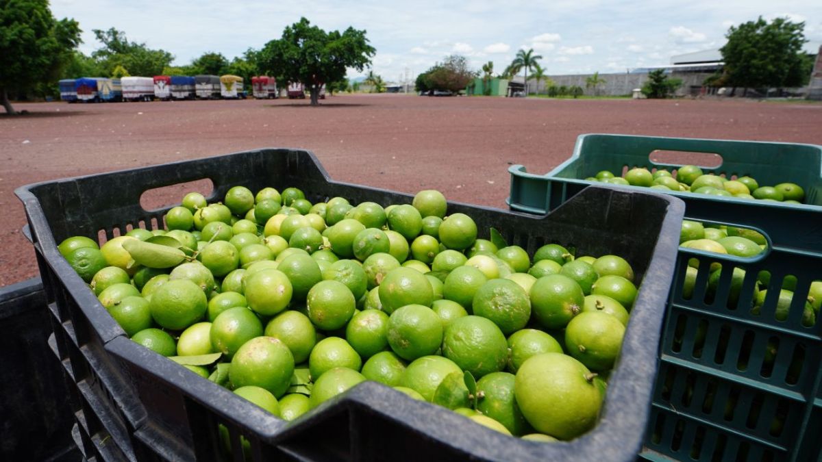 De continuar el paro de labores de los limones en Apatzingán y Buenavista que exigen alto a las extorsiones, en los próximos días se encarecerá el producto