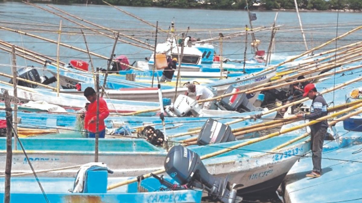 CONFLICTO. Pescadores yucatecos y foráneos pelean por la pesca del preciado molusco en Telchac Puerto.