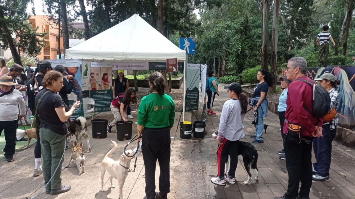 Valoración. El diputado Royfid Torres exigió desde la Comisión Permanente el cumplimiento de las leyes animales en la capital del país.