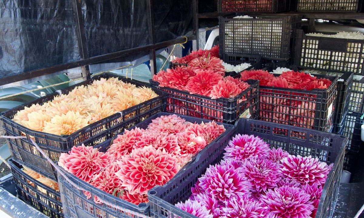 Esta flor es símbolo de la floricultura nacional por su historia en nuestro país, amplia diversidad de colores