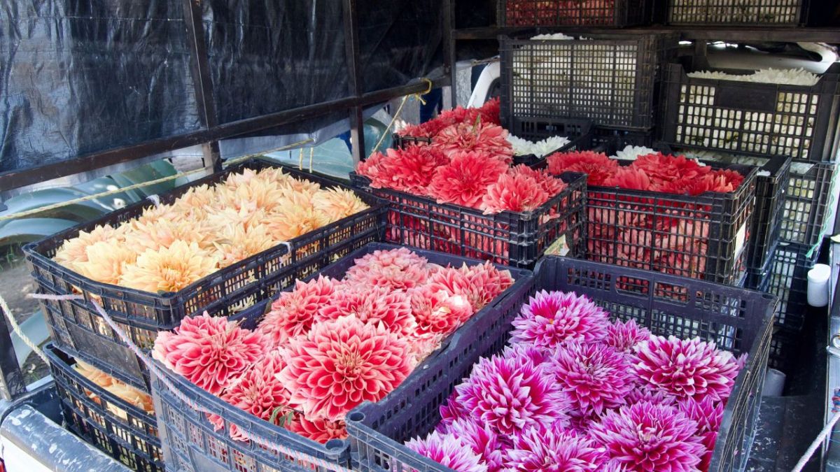 Esta flor es símbolo de la floricultura nacional por su historia en nuestro país, amplia diversidad de colores