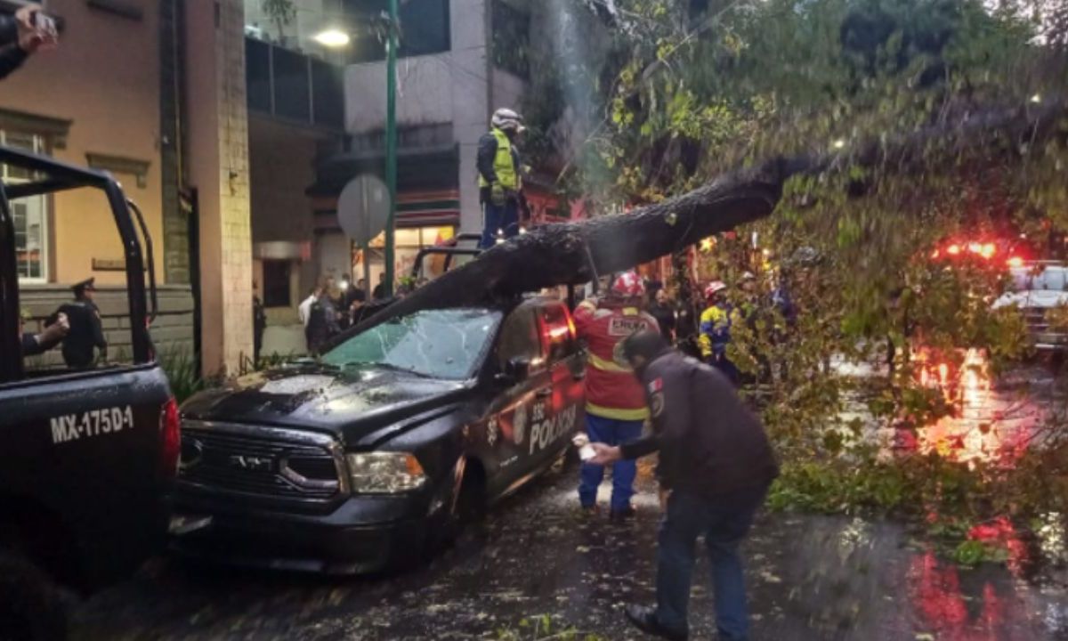 Provoca lluvia afectación vial por caída de árbol en avenida Insurgentes