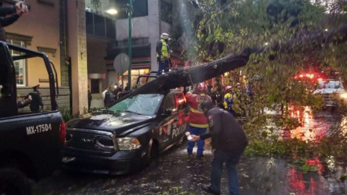 Provoca lluvia afectación vial por caída de árbol en avenida Insurgentes