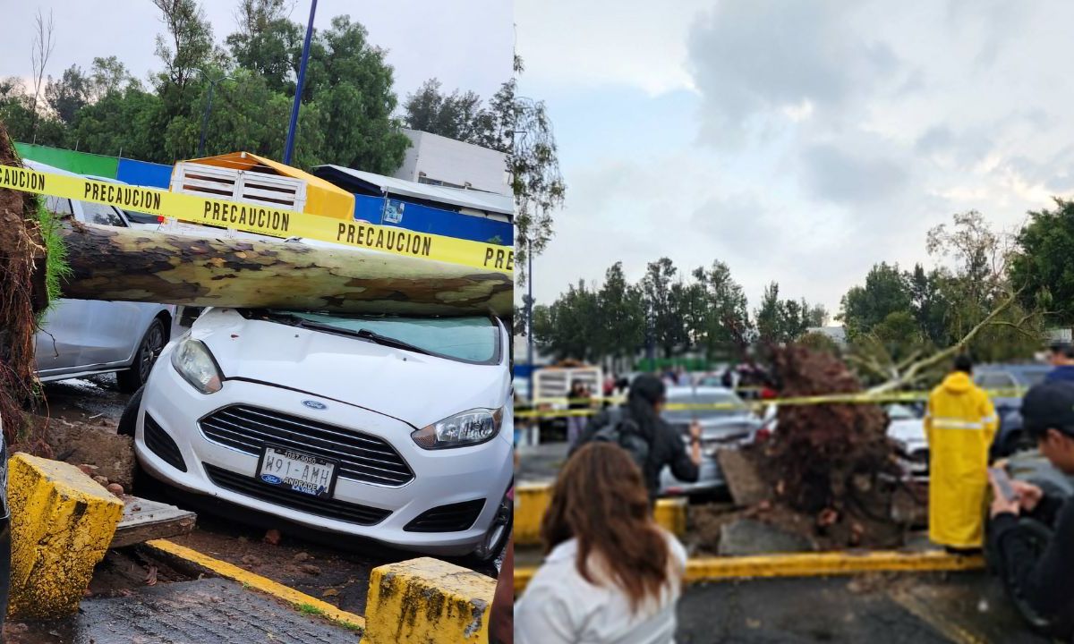 Fuertes lluvias provocan caída de árboles en la Fes Aragón de la UNAM; suspenden clases