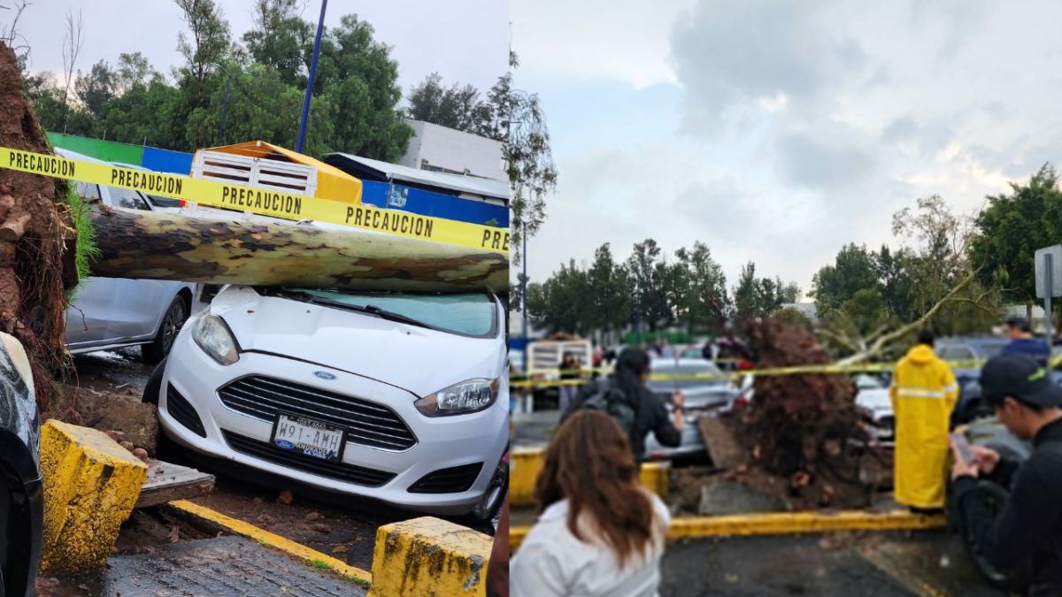 Fuertes lluvias provocan caída de árboles en la Fes Aragón de la UNAM; suspenden clases