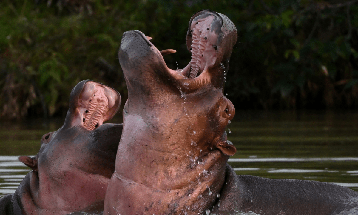 Namibia sacrifica 723 animales para combatir el hambre en África