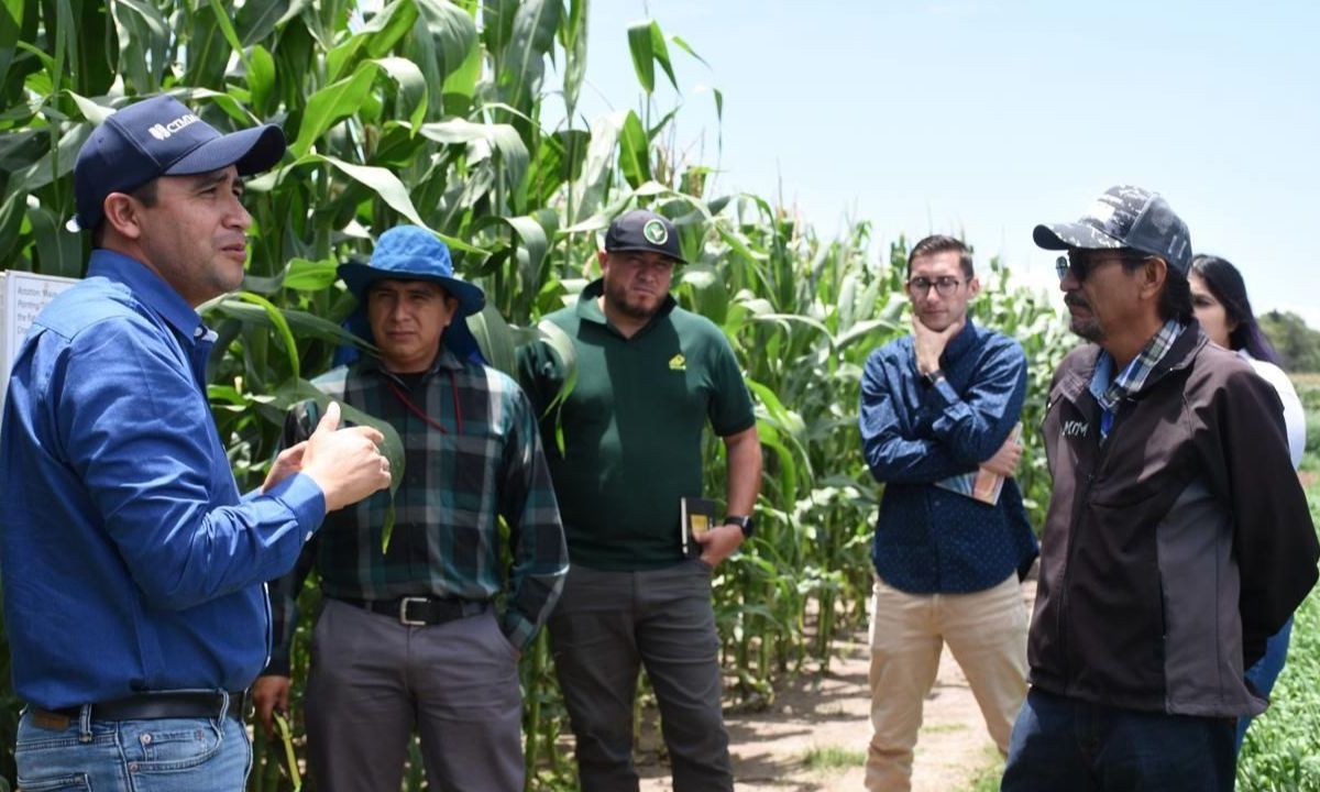 Con esta formación de especialistas, el CIMMYT y Gruma reafirman su compromiso con el desarrollo de sistemas agroalimentarios sostenibles en el país, con las mejores prácticas internacionales.