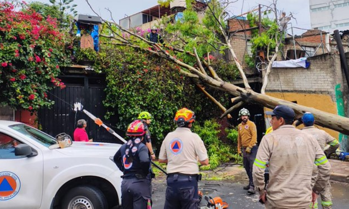 Se reportan varias caídas de árboles debido a las fuertes lluvias