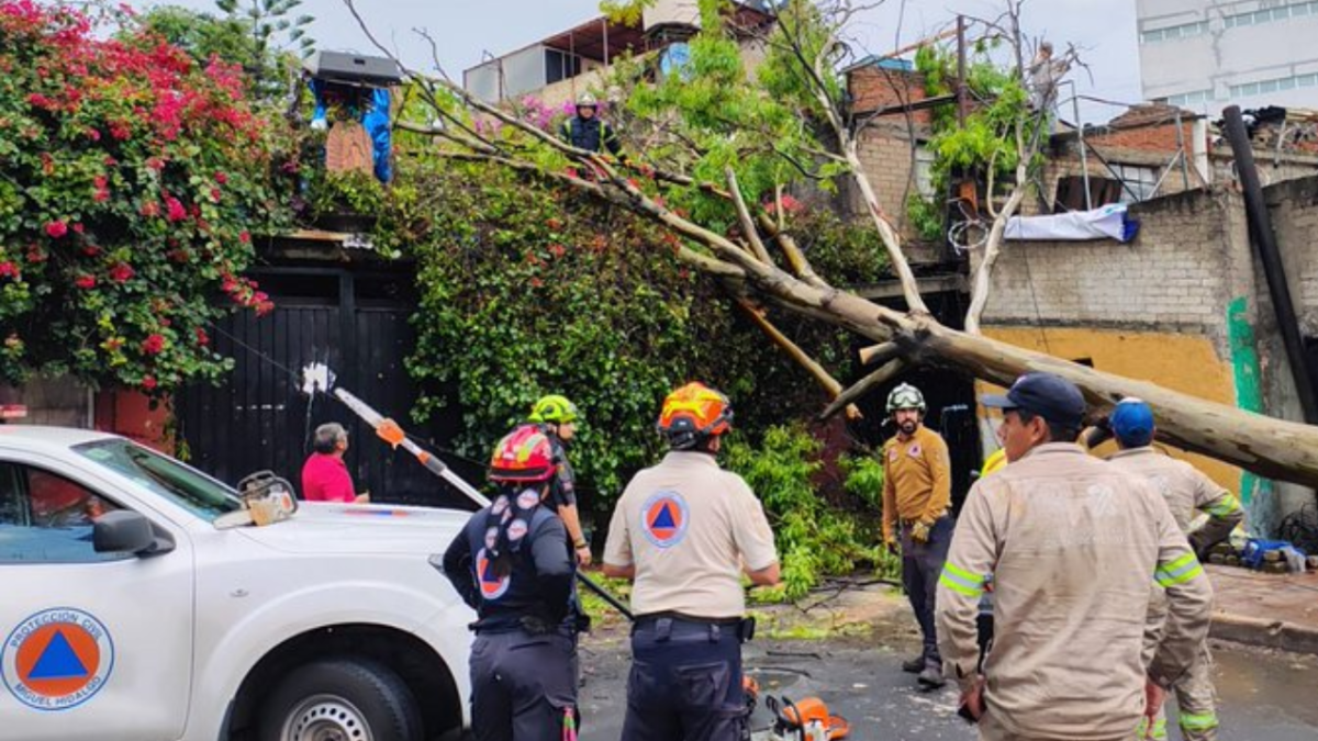 Se reportan varias caídas de árboles debido a las fuertes lluvias