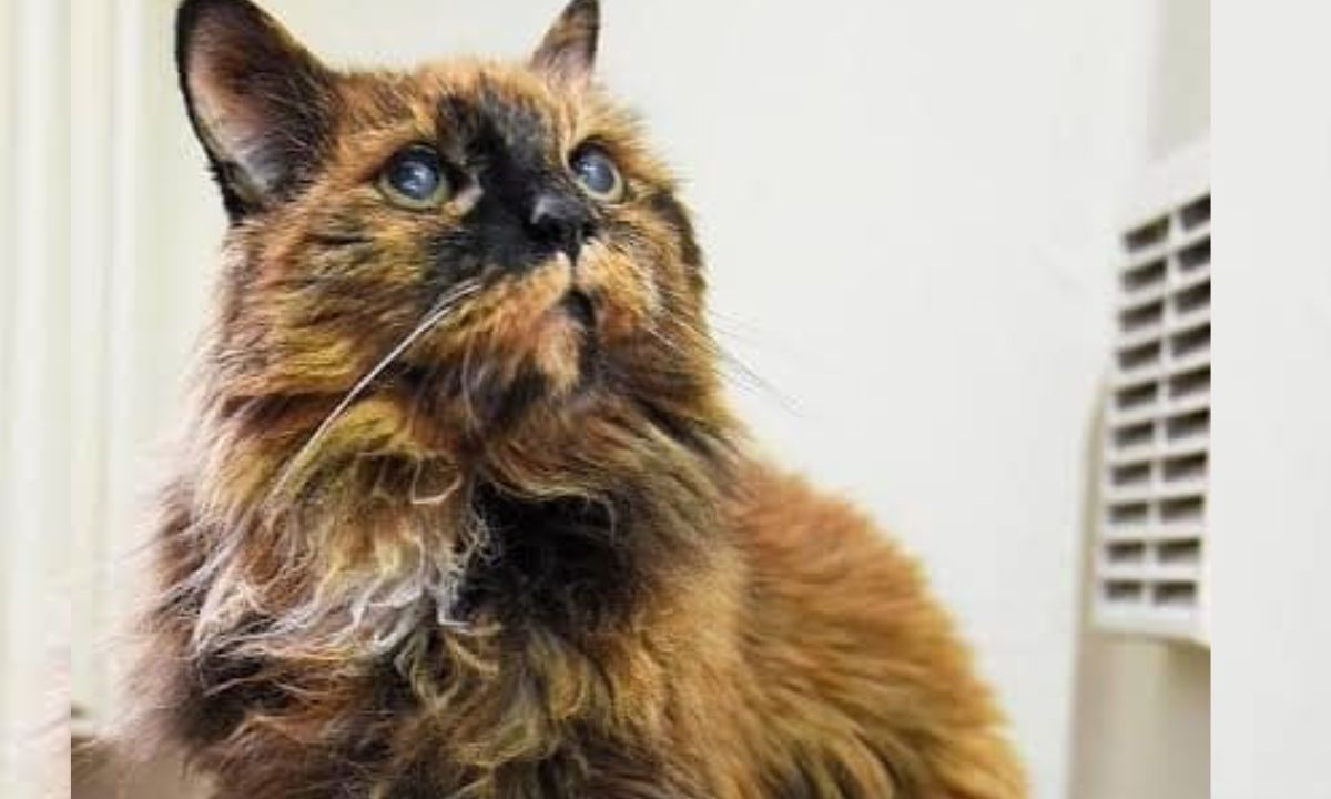 Muere Rosie, la gata de carey esponjoso que se cree que es la más vieja del mundo