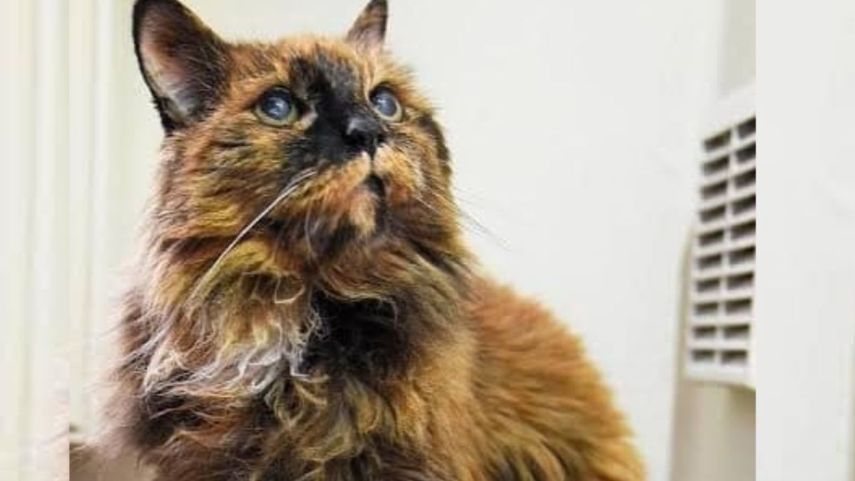 Muere Rosie, la gata de carey esponjoso que se cree que es la más vieja del mundo