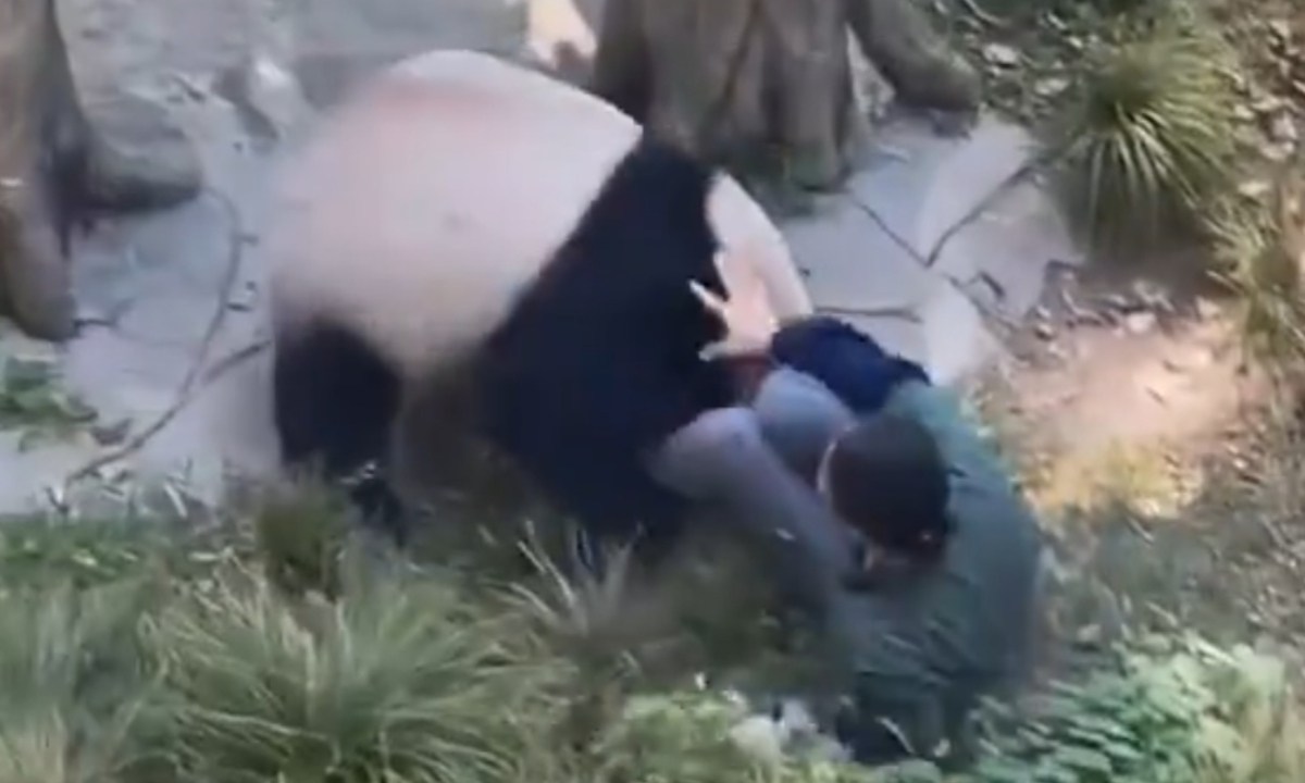 Foto: Captura de pantalla/ Panda ataca a cuidadora