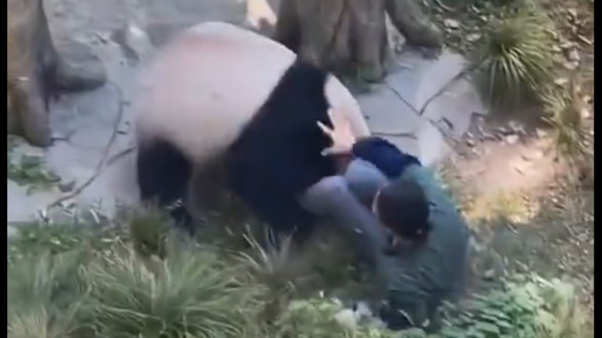 Foto: Captura de pantalla/ Panda ataca a cuidadora