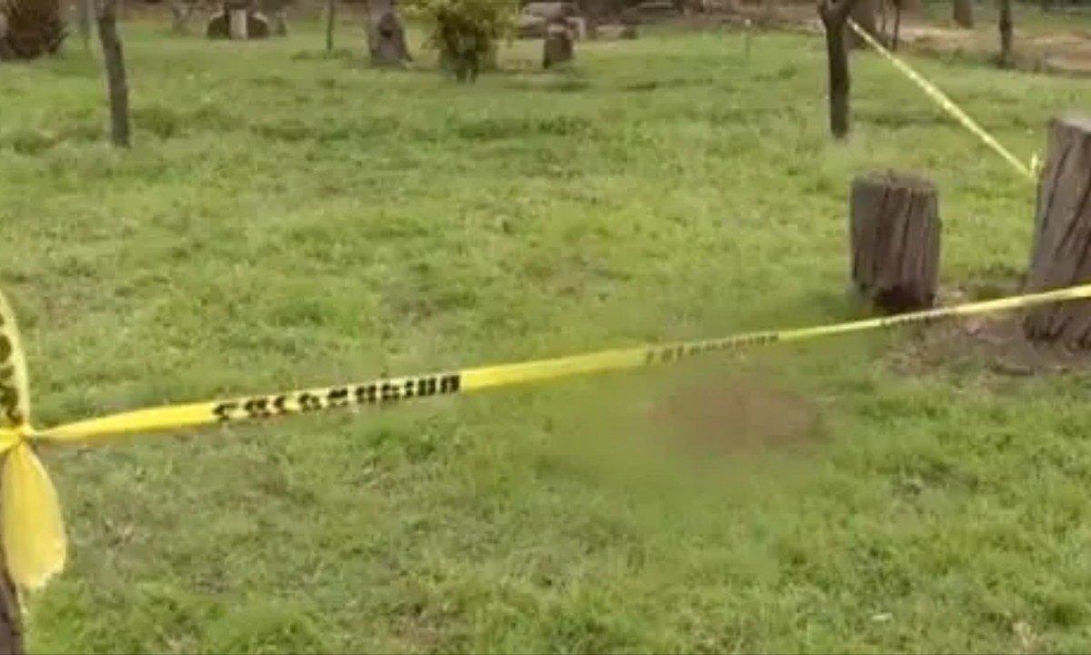 Foto: Especial/ Hay avance en el caso de perros asesinados en el bosque de Nativitas