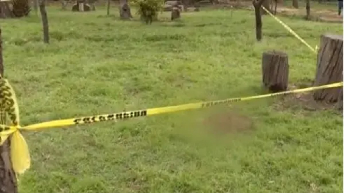 Foto: Especial/ Hay avance en el caso de perros asesinados en el bosque de Nativitas