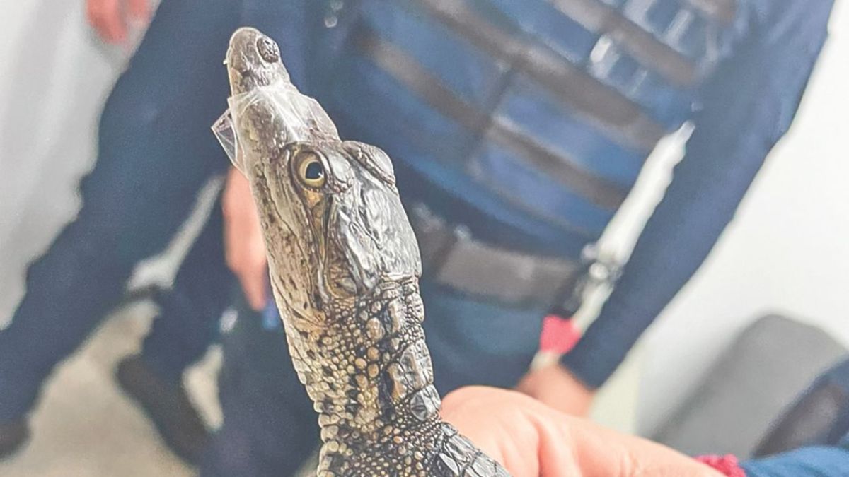 Resguardado. Elementos de la Brigada de Vigilancia Animal confirmaron que el ejemplar de 25 centímetros de largo se trataba de un cocodrilo de pantano, conocido como moreletii.