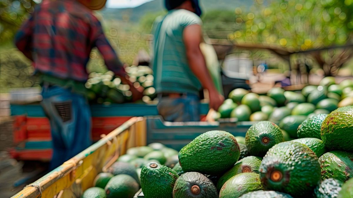 Estados Unidos acuerda con México transferir el muestreo y certificación de huertos a personal de la Secretaría de Agricultura