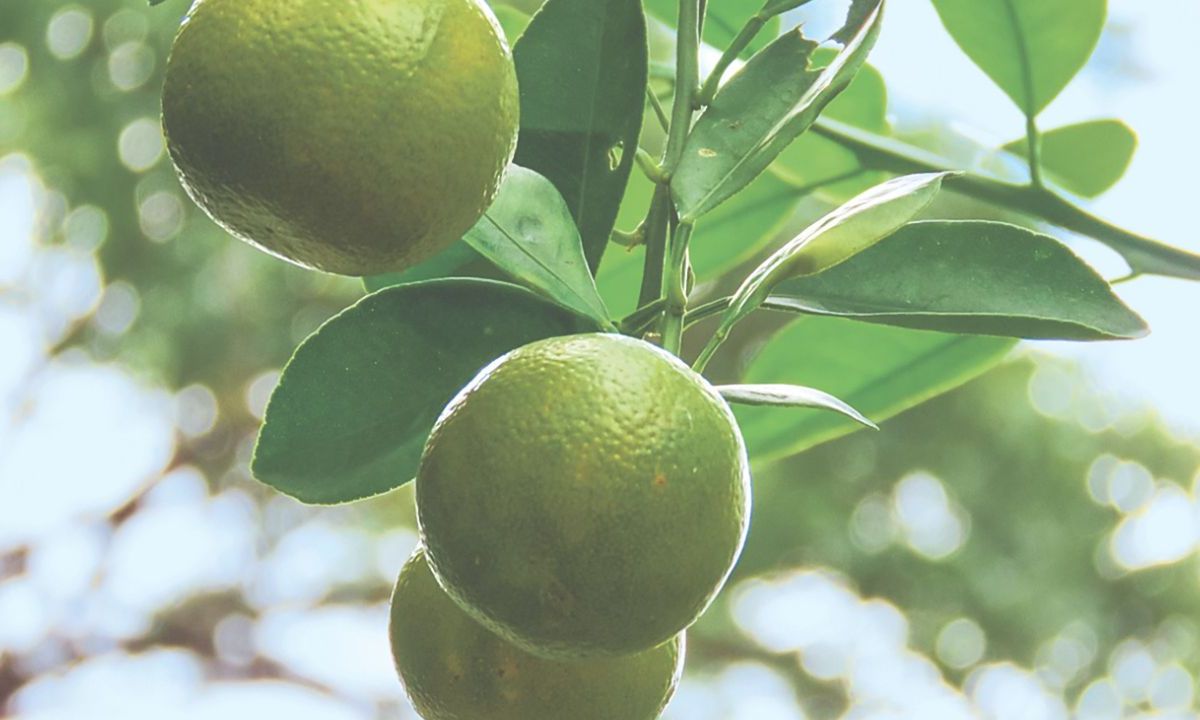 A un mes del paro de actividades en los campos limoneros en varios municipios de Mihoacán (17 de agosto) como Buenavista y Apatzingán, los cortadores del fruto volvieron a detener la producción