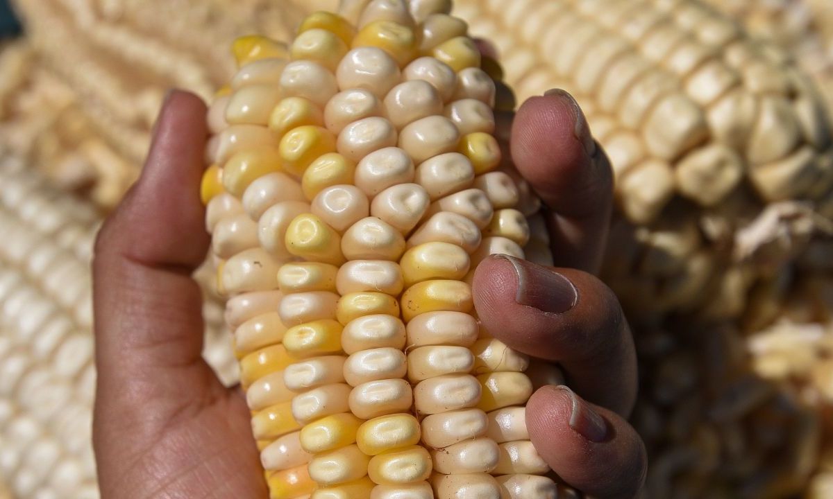 Nuestro país sólo alcanza a producir un 44% de los alimentos que consume en el rubro de granos y oleaginosas, registró el Grupo Consultor de Mercados Agrícolas