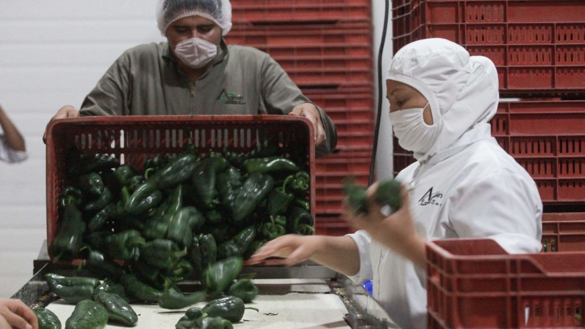 Para los festejos de septiembre, los productores de México garantizan la disponibilidad de hortalizas y cactáceas, informó la Secretaría de Agricultura