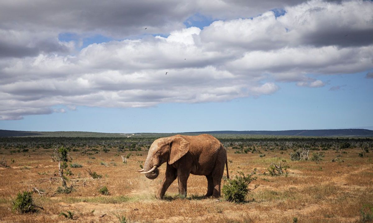 EXTREMO. Namibia sacrificó elefantes en agosto por la hambruna