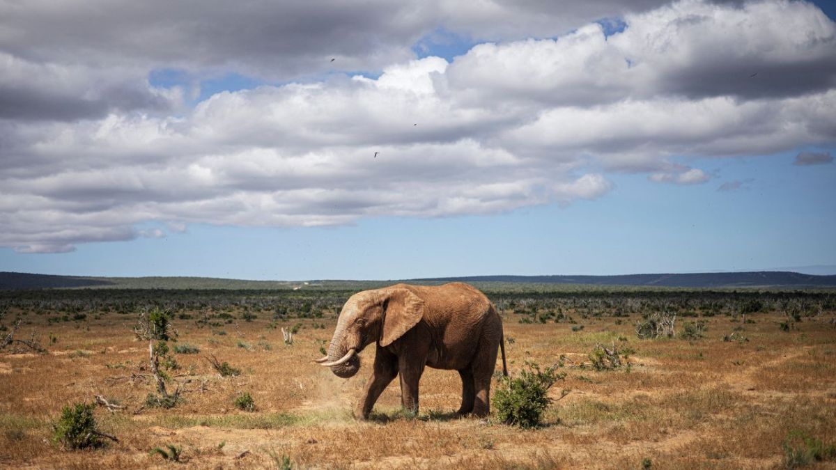 EXTREMO. Namibia sacrificó elefantes en agosto por la hambruna