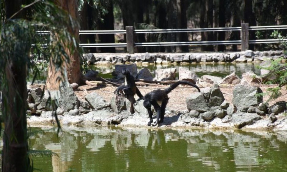  ZOOLEÓN. Entre los ejemplares que presentan mayores problemas de salud está un mono araña.