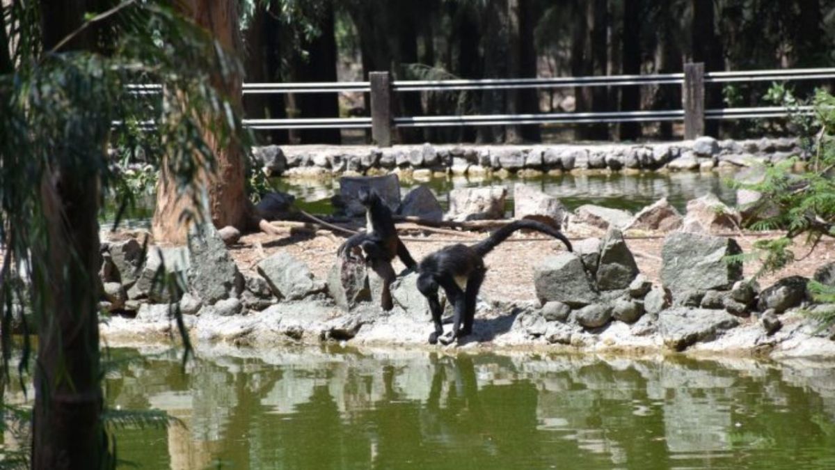  ZOOLEÓN. Entre los ejemplares que presentan mayores problemas de salud está un mono araña.