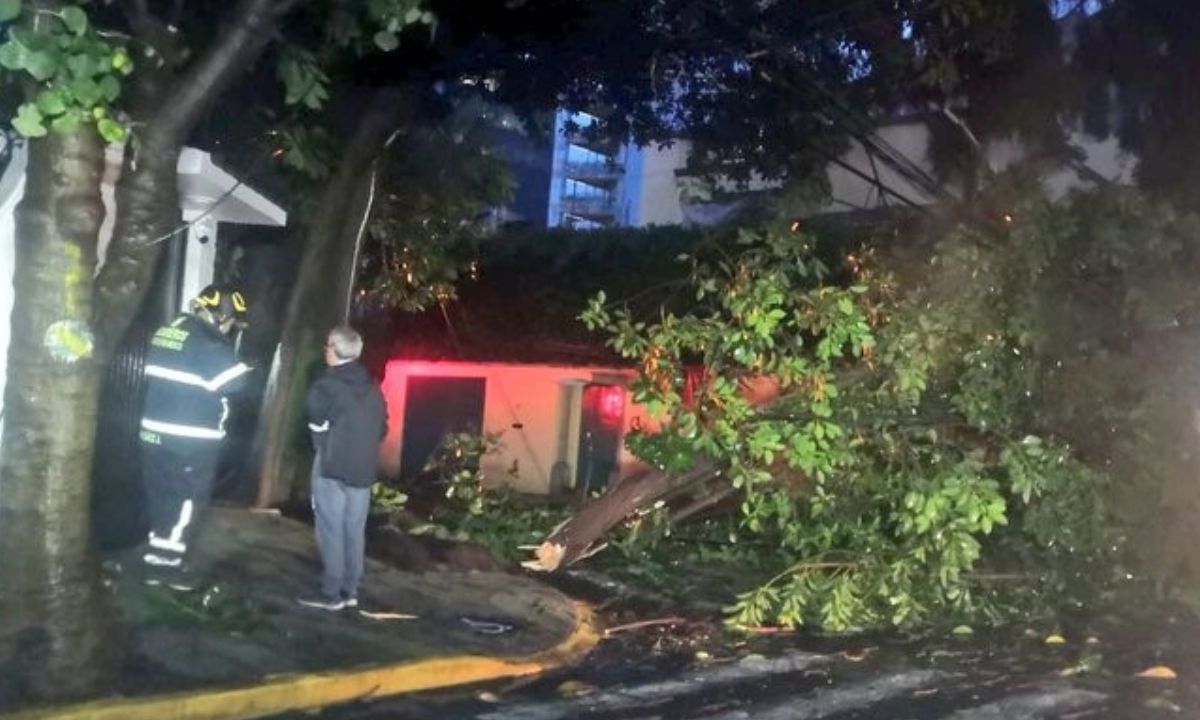 Auxilio. Bomberos de la Ciudad de México acudieron a la colonia Verónica Anzures para retirar un árbol.