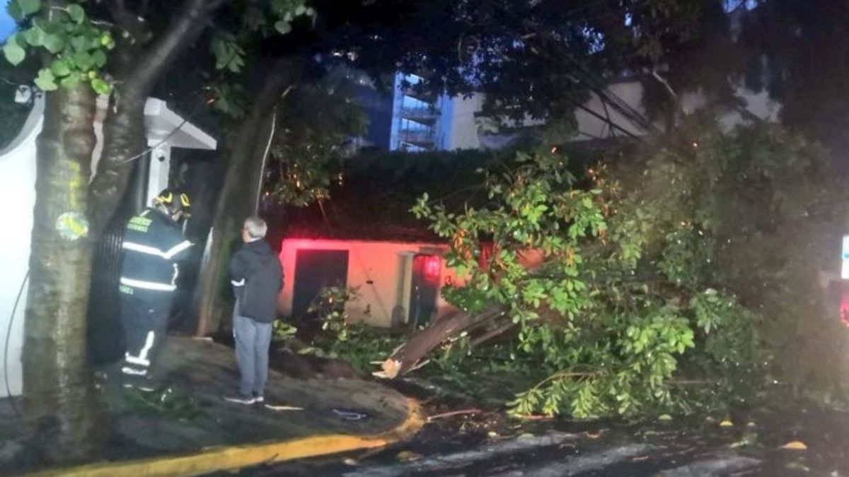 Auxilio. Bomberos de la Ciudad de México acudieron a la colonia Verónica Anzures para retirar un árbol.