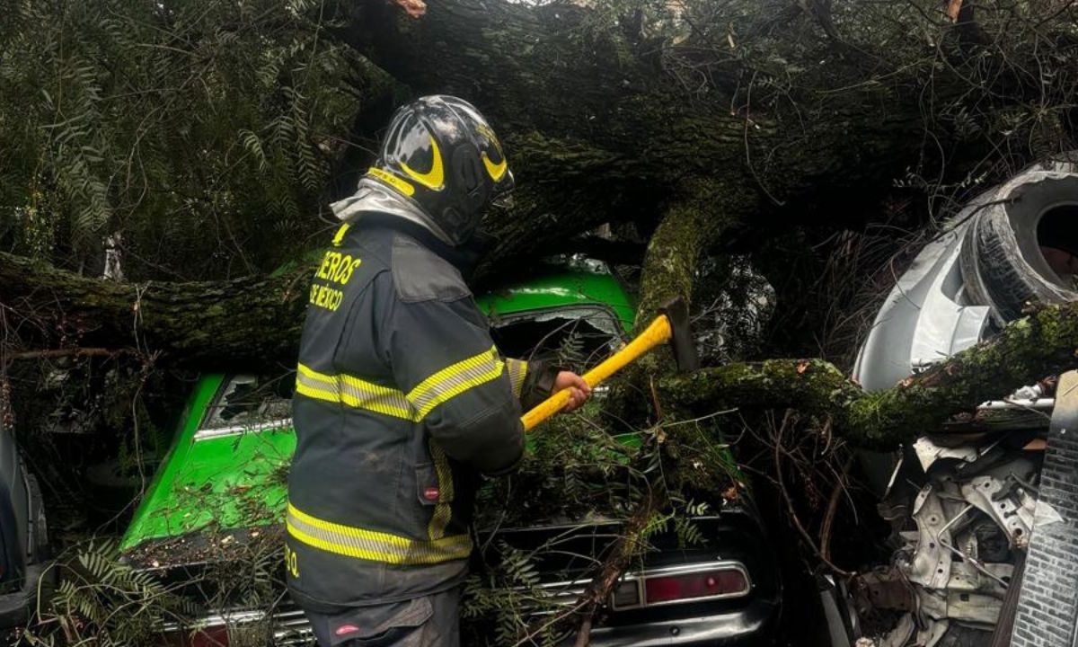 Reporte. Bomberos atendieron la caída de un árbol sobre un automóvil en Miguel Hidalgo.