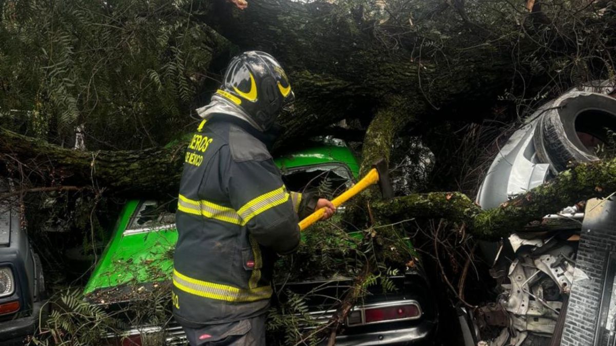 Reporte. Bomberos atendieron la caída de un árbol sobre un automóvil en Miguel Hidalgo.