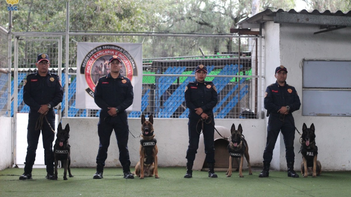 Foto: Secretaría de Seguridad Ciudadana/ 4 canes nuevos para detección de drogas y explosivos