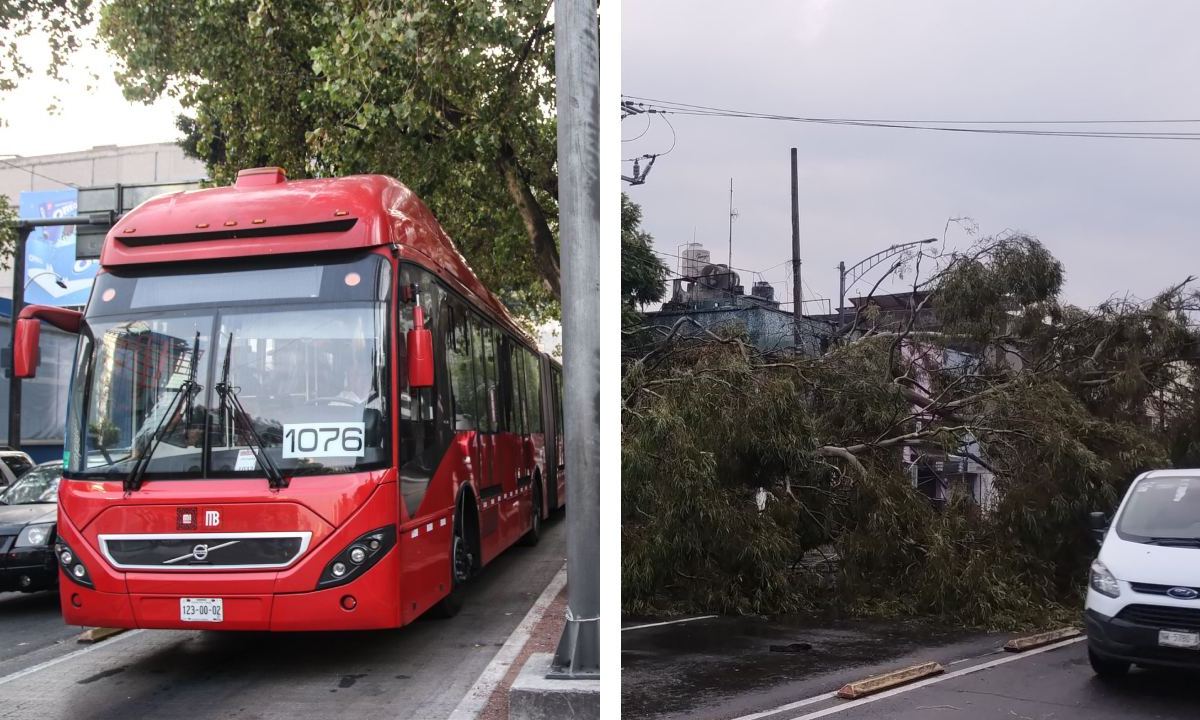 Por un árbol caído en la Avenida Eduardo Molina, en la alcaldía Gustavo A. Madero, el servicio del Metrobús de la Línea 5 se interrumpió.