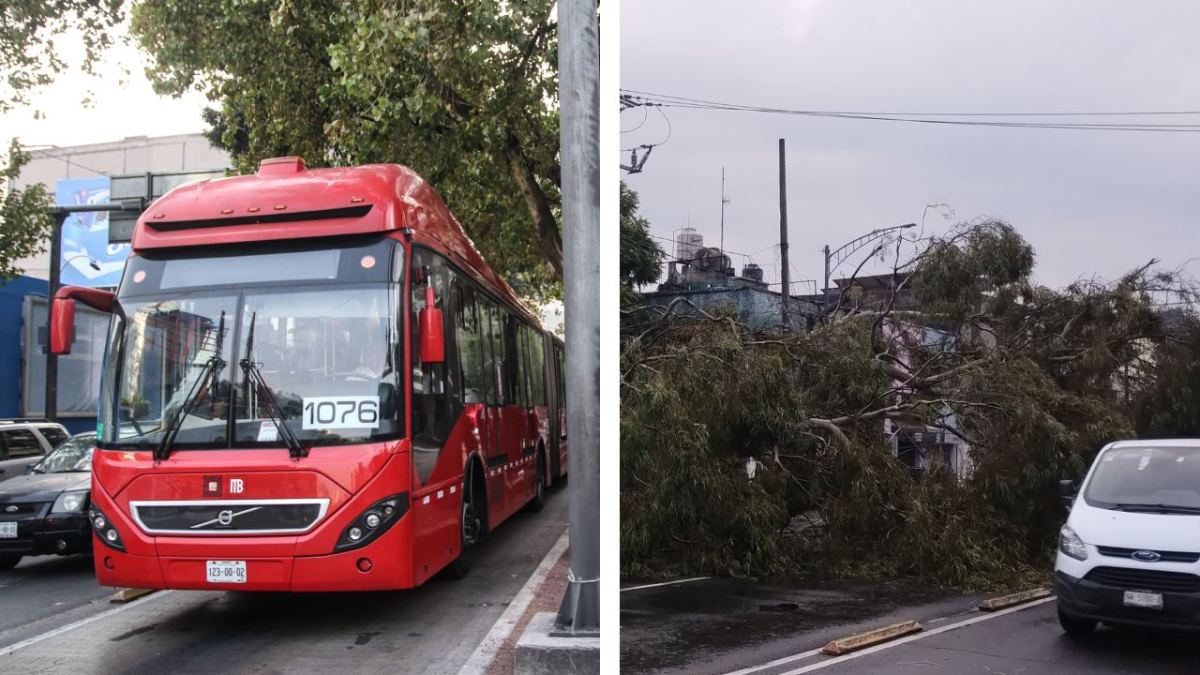 Por un árbol caído en la Avenida Eduardo Molina, en la alcaldía Gustavo A. Madero, el servicio del Metrobús de la Línea 5 se interrumpió.