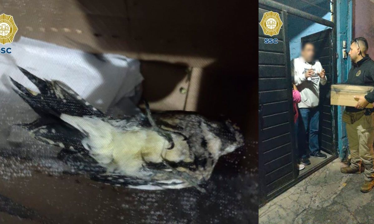 Un vecino de la alcaldía Gustavo A. Madero rescató a un pájaro carpintero en mal estado al interior de su domicilio.