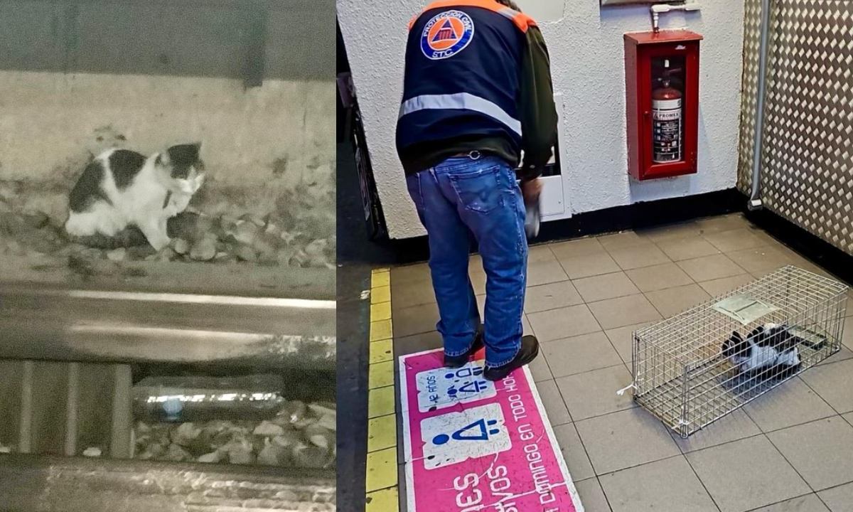 Un gatito fue rescatado de las vías del Metro de la Ciudad de México, luego de que rondó por varios días la Línea 8.