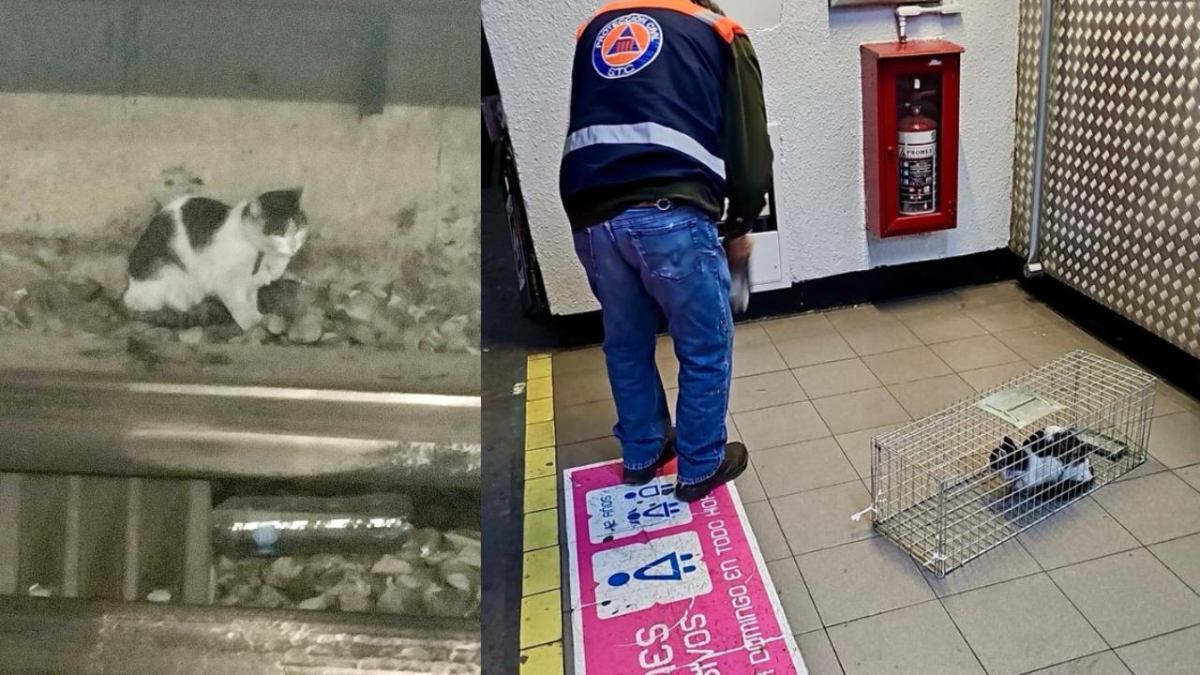 Un gatito fue rescatado de las vías del Metro de la Ciudad de México, luego de que rondó por varios días la Línea 8.