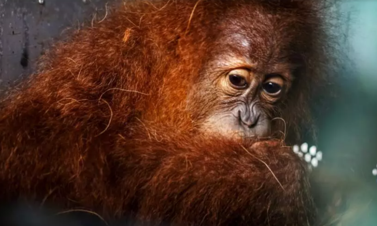 Biomasa amenaza hábitats de especies en peligro de extinción en Indonesia