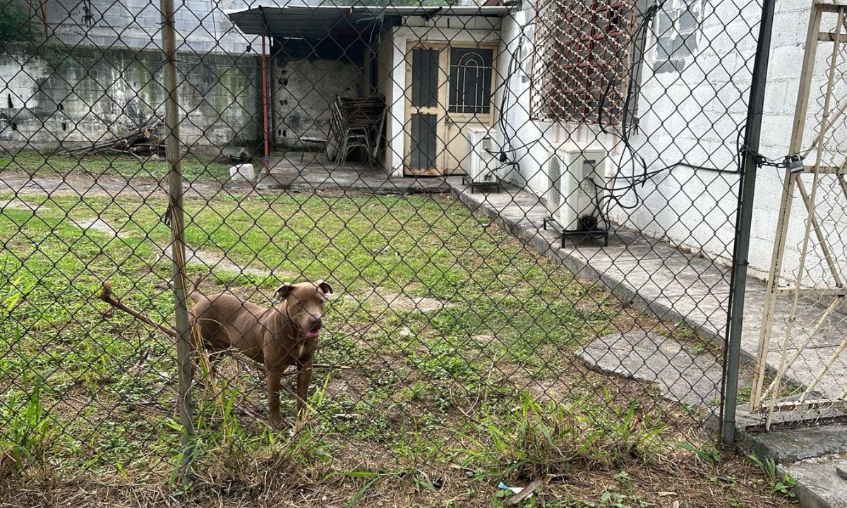 Perro de la raza pitbull, de seis meses de edad, que atacó a alumnos en Monterrey