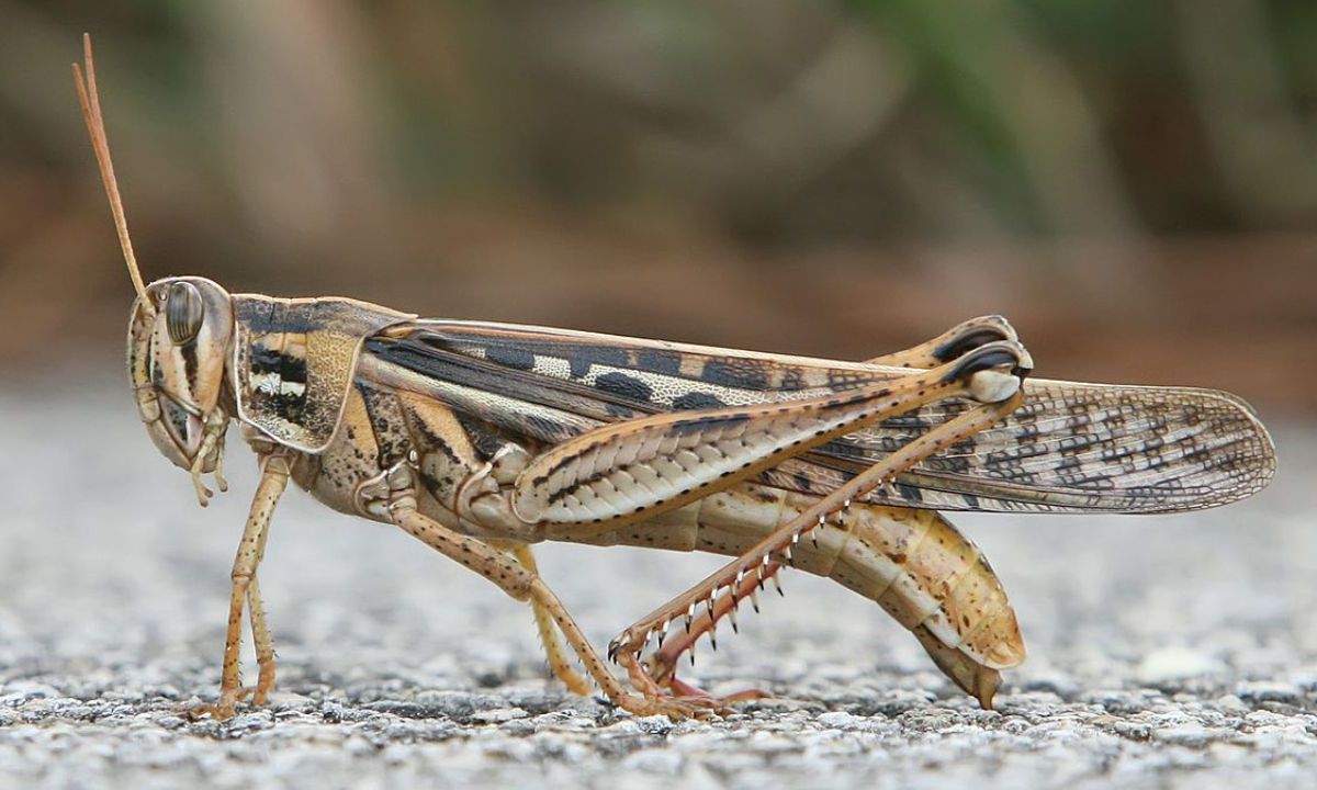 Emiten alerta por plaga de langostas en México y Centroamérica