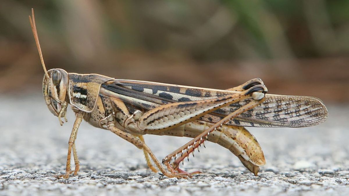 Emiten alerta por plaga de langostas en México y Centroamérica