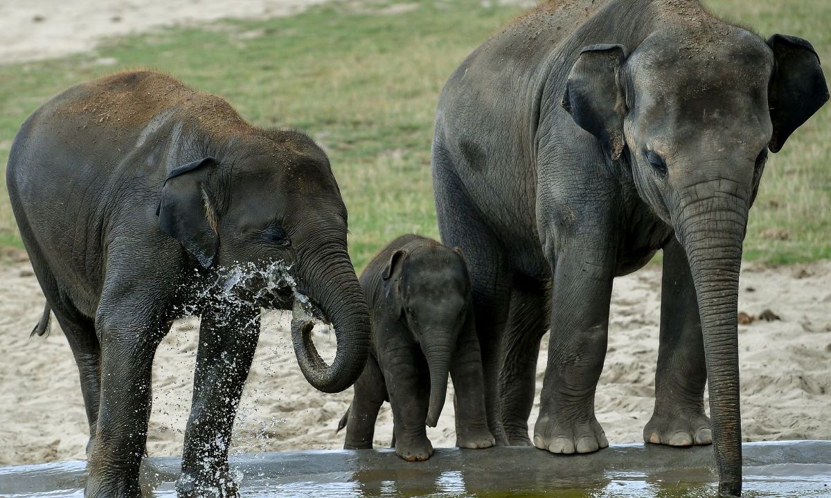 Elefantes bañándose en Asia