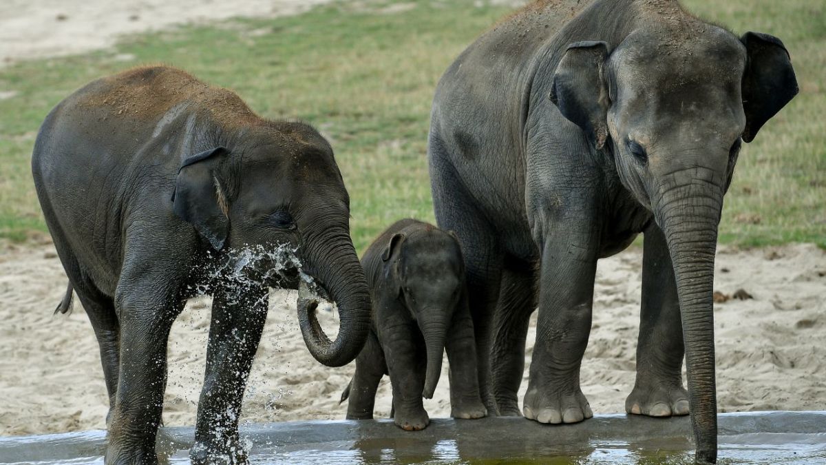 Elefantes bañándose en Asia