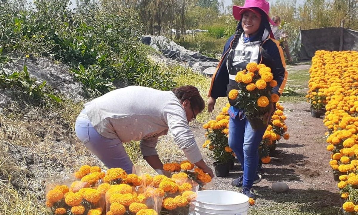 Ayuda. El Gobierno capitalino debe aplicar un programa emergente para quienes siembran la flor de Cempasúchil, pidieron trabajadores del campo.