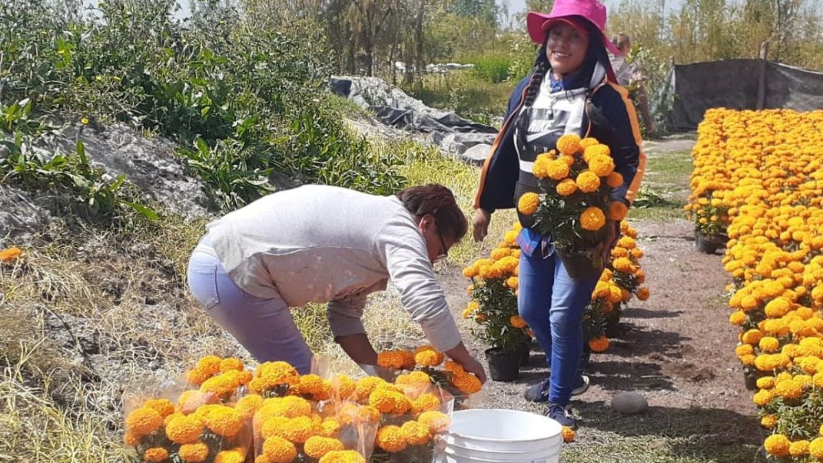 Ayuda. El Gobierno capitalino debe aplicar un programa emergente para quienes siembran la flor de Cempasúchil, pidieron trabajadores del campo.