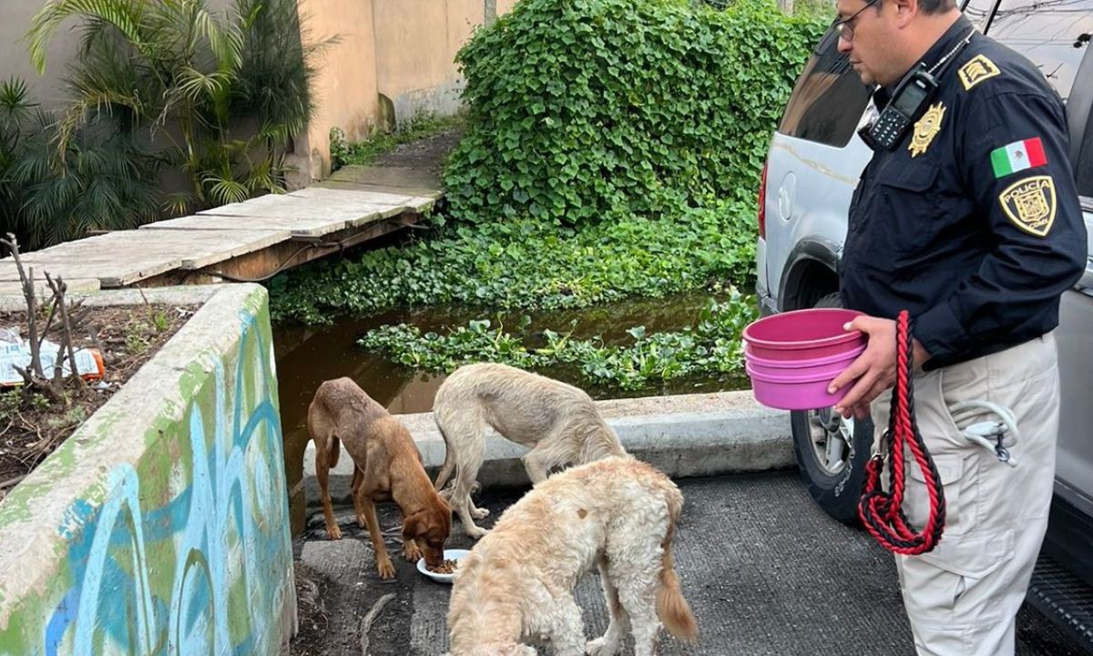 Servicio. Además de brindarles alimento y agua, los peludos fueron revisados por veterinarios, quienes les brindaron de forma preventiva tratamientos contra infecciones.