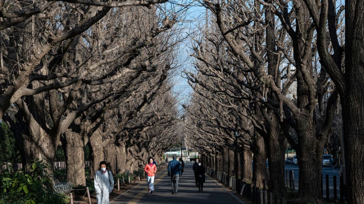 PELIGRO. La silvicultura también está amenazada, con más de cinco mil especies de árboles de la lista roja