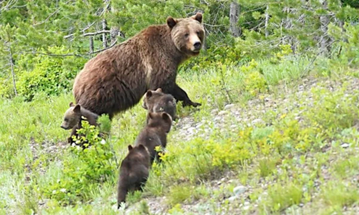 Muere Grizzly 399, el oso mas longevo en tener cachorros