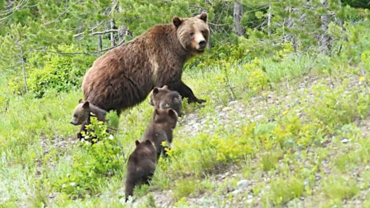 Muere Grizzly 399, el oso mas longevo en tener cachorros